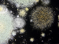 mold-spores